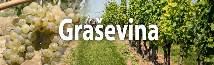 Graševina